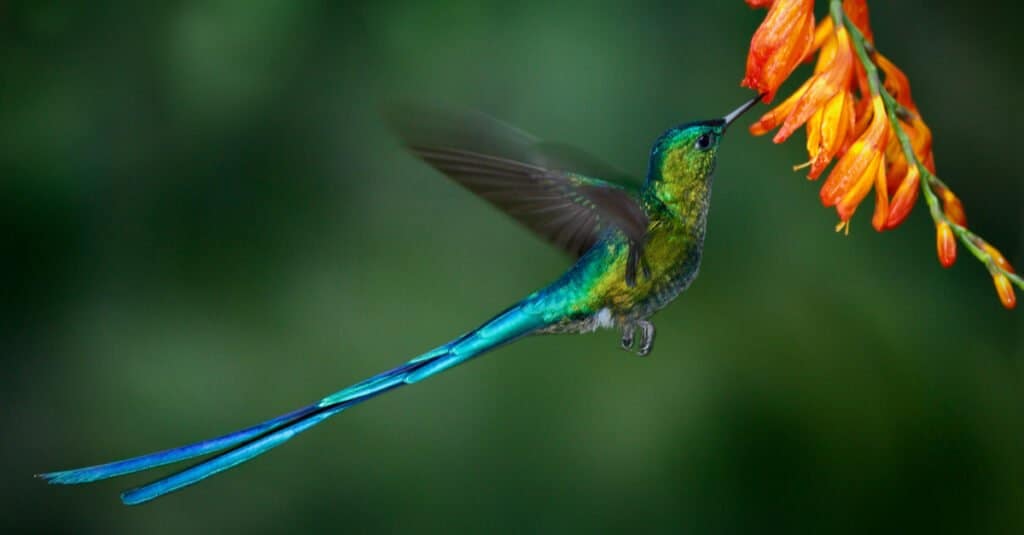 Il colibrì più grande è la silfide dalla coda lunga