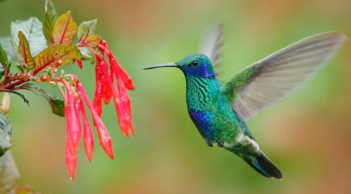 Scopri i 10 colibrì più grandi del mondo
