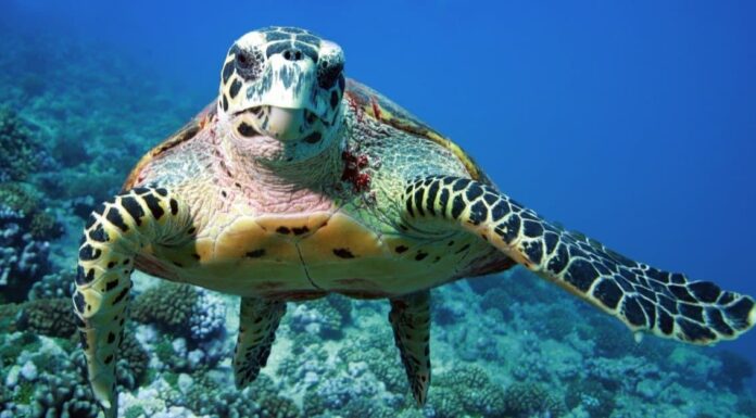 Scopri la tartaruga marina più grande del mondo di sempre
