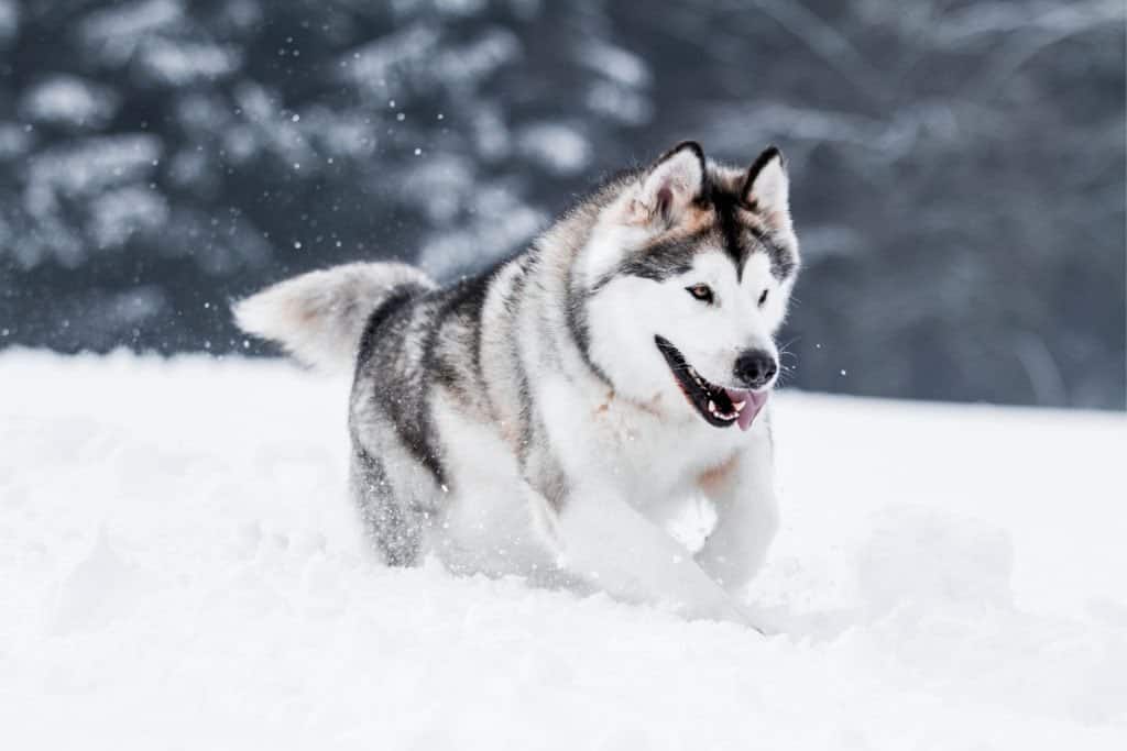 migliori razze di cani: Alaskan Malamute