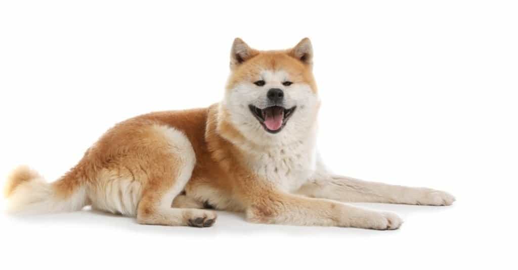 Simpatico cane Akita Inu isolato su bianco