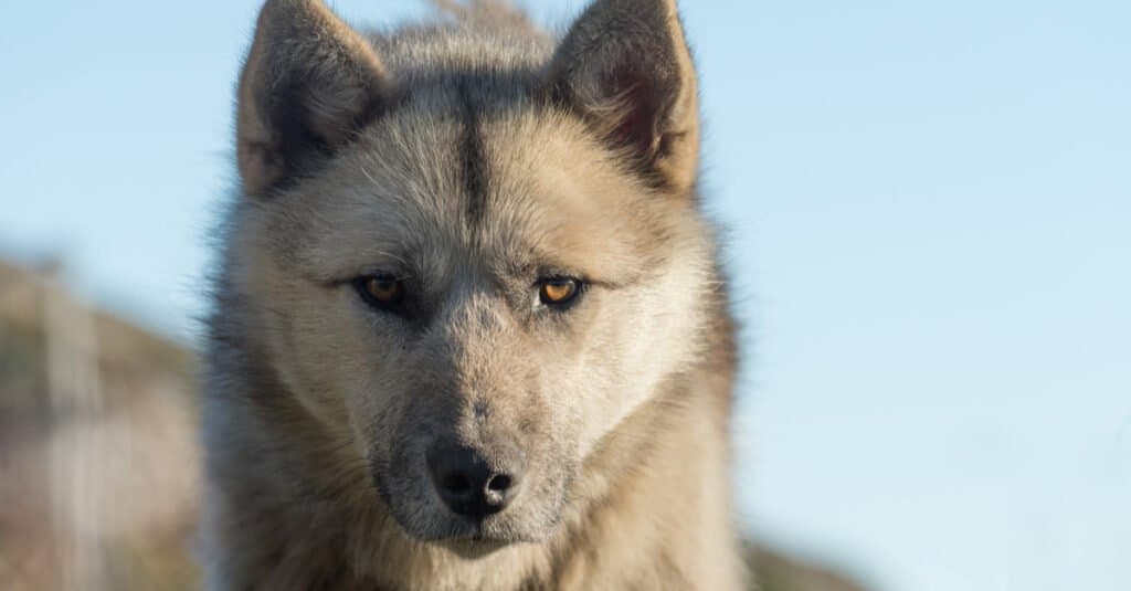 Razze di cani più antiche - Cane da slitta della Groenlandia