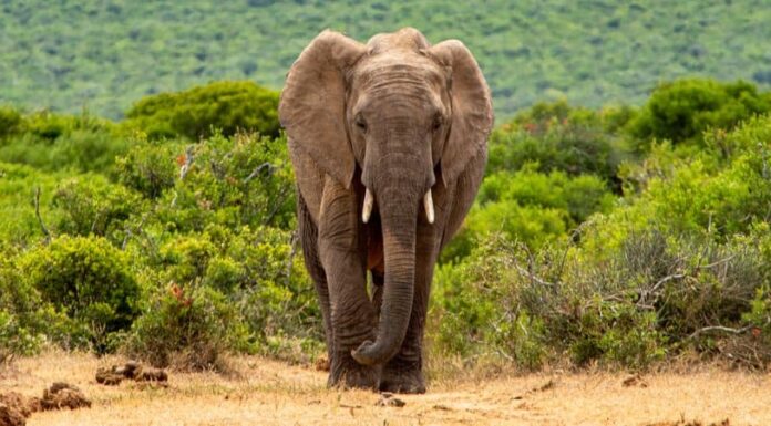 Zanne di elefante: di cosa sono fatte e qual è il loro scopo?
