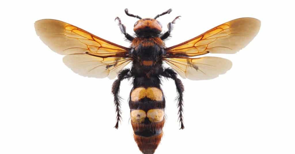 Le vespe più grandi - Mammoth Wasp