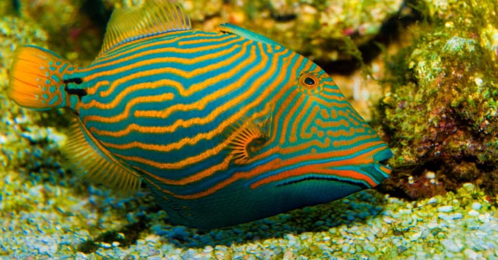L'animale più bello: il pesce balestra foderato d'arancia