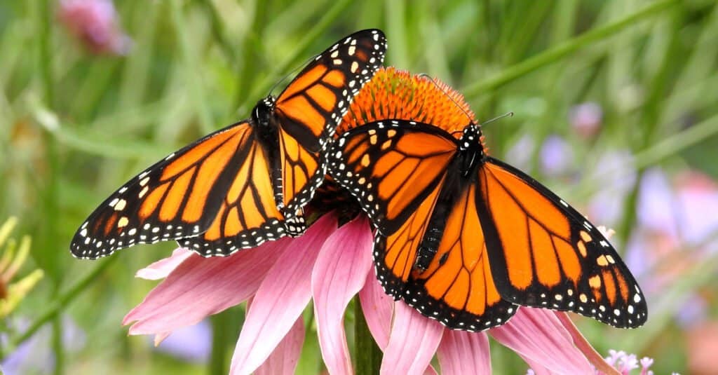 Migrazione animale - farfalle monarca
