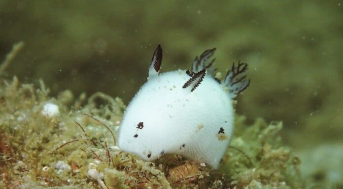 The Sea Bunny: 3 fatti a cui non crederai
