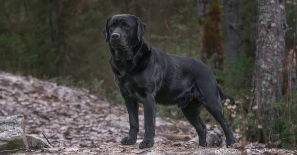 Il cane più anziano: Adjutant il Labrador Retriever