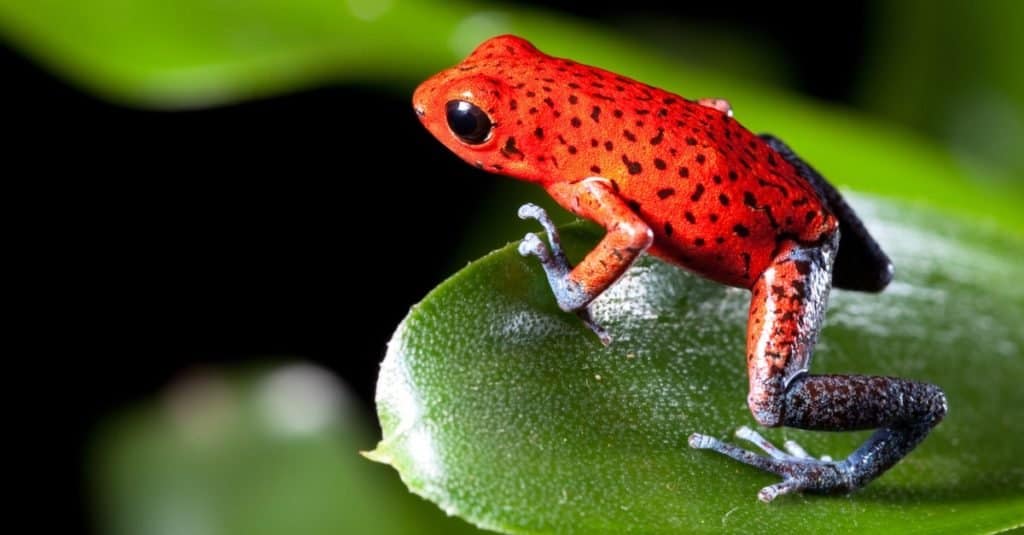 Incredibili animali della foresta pluviale: rane velenose