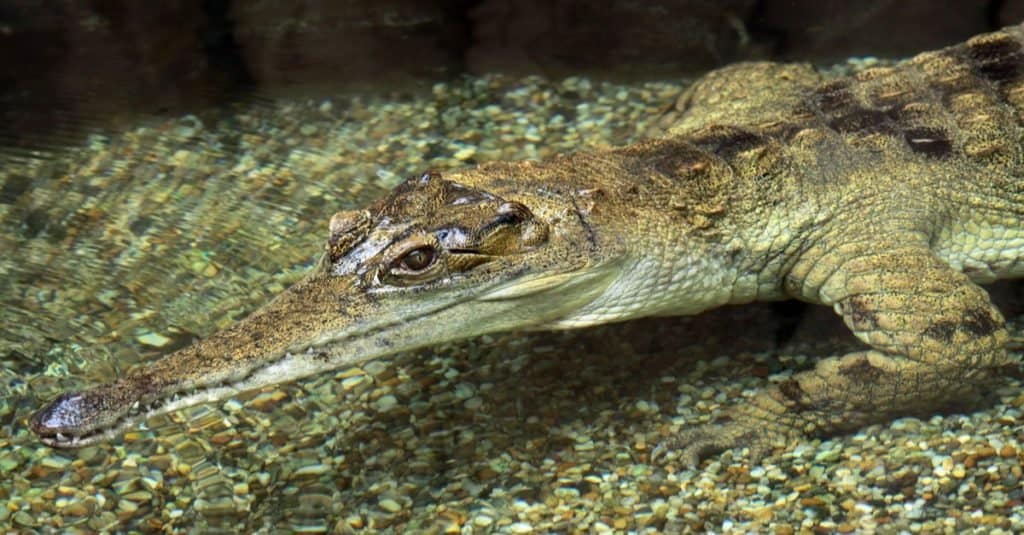 Incredibili animali della foresta pluviale: coccodrillo africano dal muso sottile