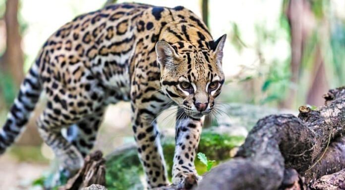 Top 13 incredibili animali della foresta pluviale
