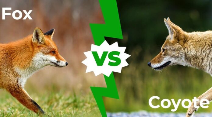 Fox vs Coyote - Le 5 differenze chiave
