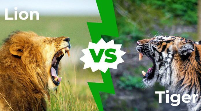Lions vs Tigers - 5 differenze chiave (e chi vincerebbe in un combattimento)
