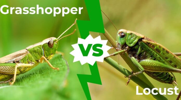 Cavalletta vs Locusta: 6 principali differenze che li distinguono
