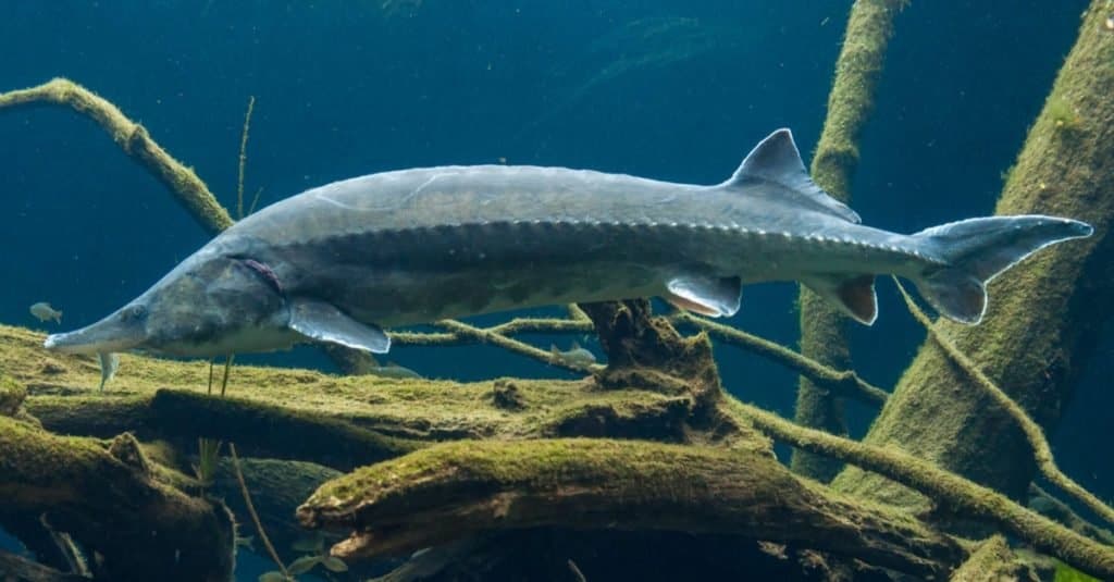 Pesce più grande: storione beluga