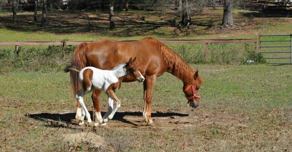 Quanto tempo vivono i cavalli: American Saddlebred