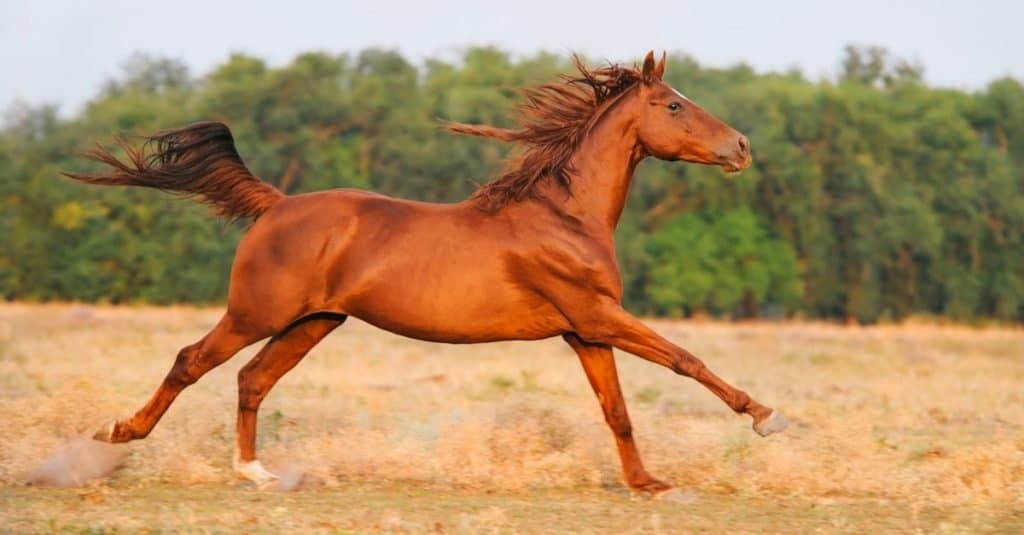 Quanto vivono i cavalli: Trakehner