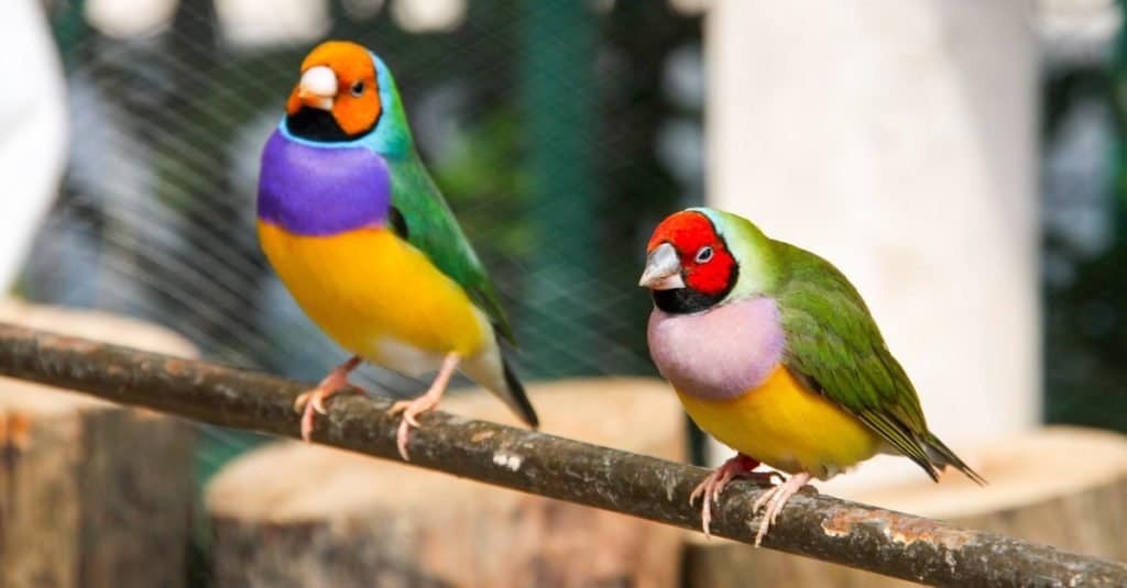 Gli animali più colorati: il fringuello di Gouldian