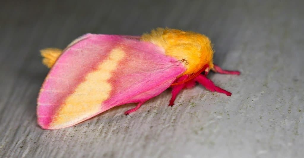 Animali più colorati: Rosy Maple Moth