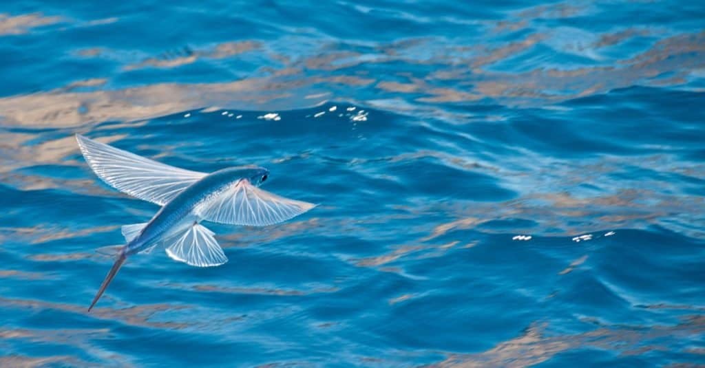 L'animale marino più veloce: il pesce volante