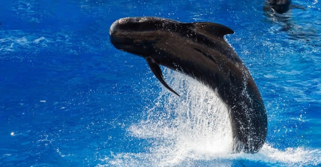 L'animale marino più veloce: la balena pilota