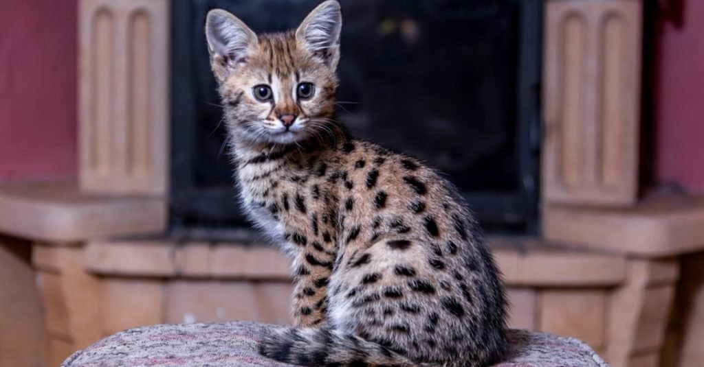 Razze di gatti più costose: Savannah Cat