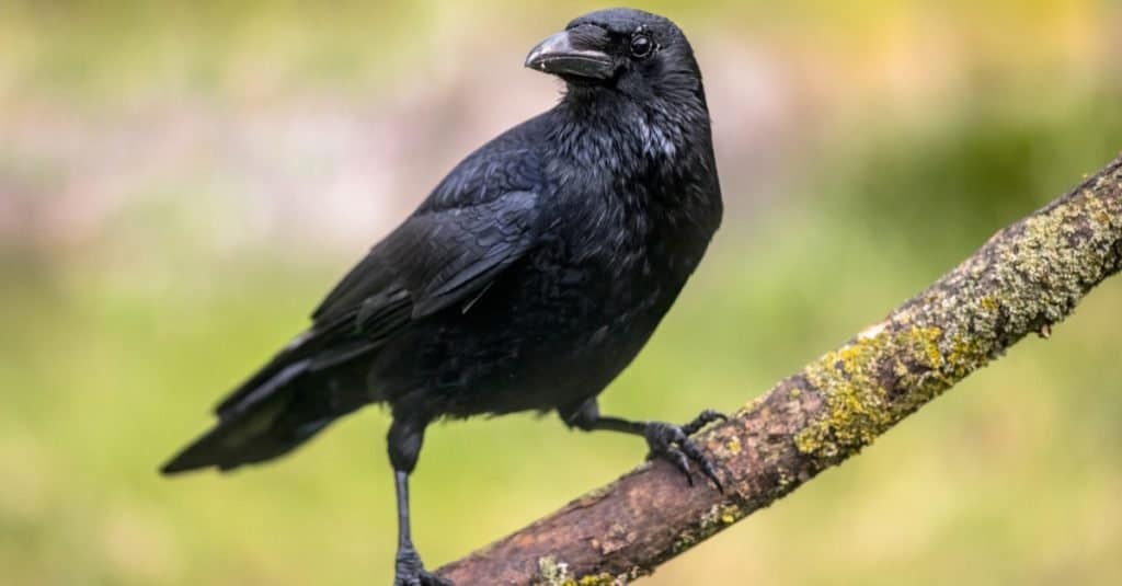 Gli animali più felici: il corvo