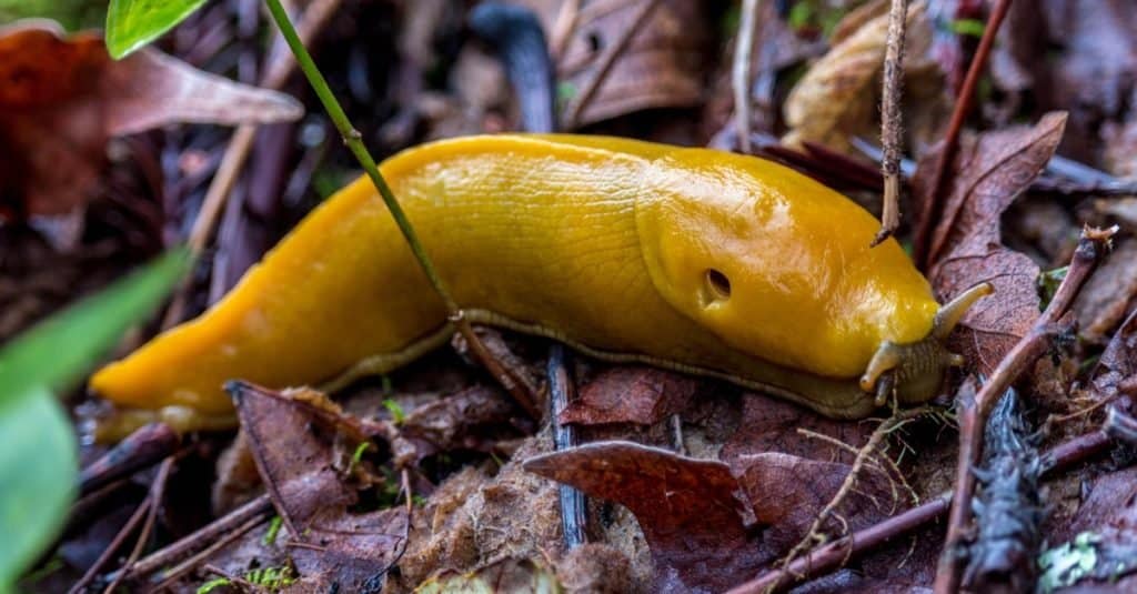 Incredibile animale della foresta pluviale: lumaca di banana
