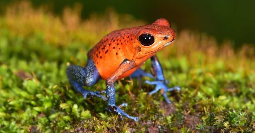Incredibile animale della foresta pluviale: la rana dal dardo avvelenato