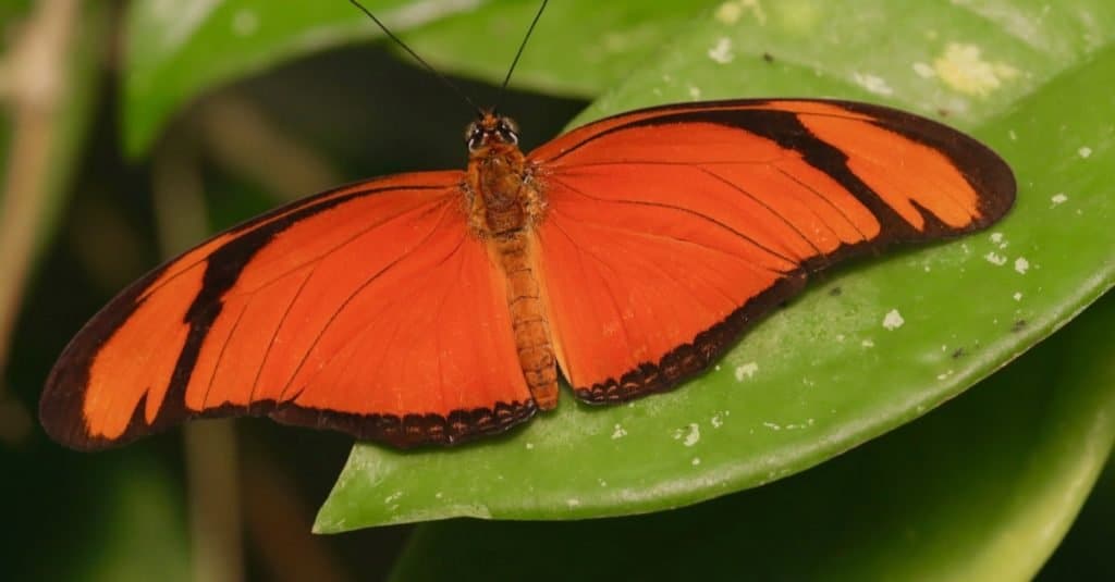Incredibile animale della foresta pluviale: farfalla albatro arancione