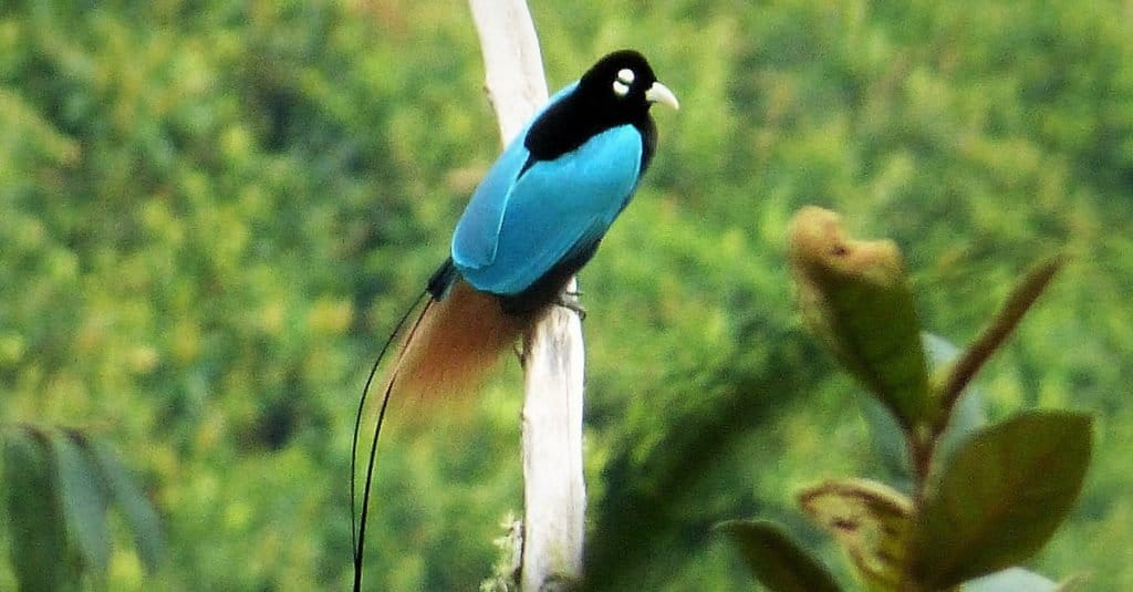 Incredibile uccello del paradiso blu degli animali della foresta pluviale