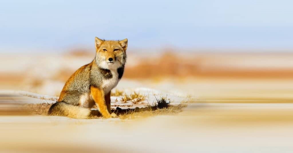 Incredibile animale di montagna: la volpe della sabbia tibetana