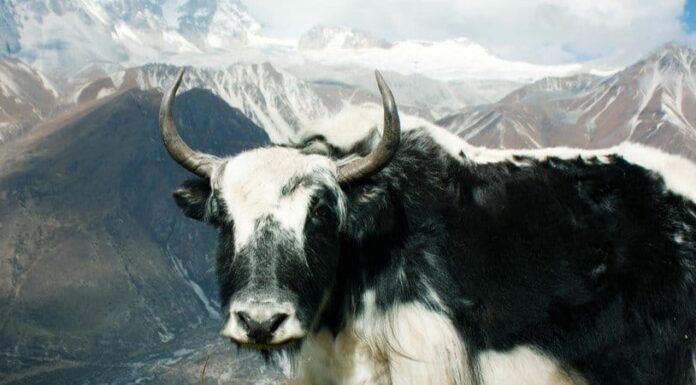 I 10 animali di montagna più sorprendenti
