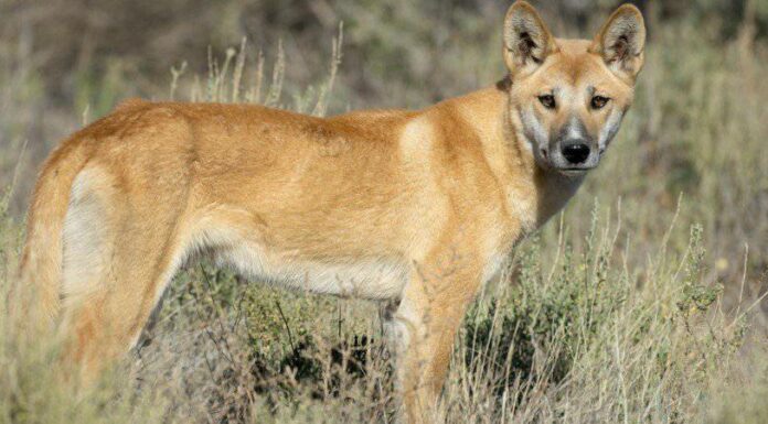 Le 10 migliori razze di cani selvatici del mondo
