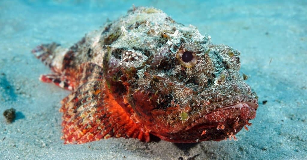 L'animale più spaventoso del mondo: il pesce pietra