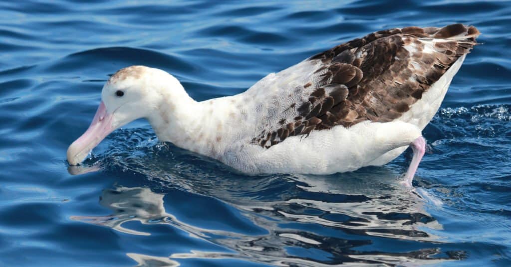 L'albatro degli Antipodi depone le uova solo ogni due anni.