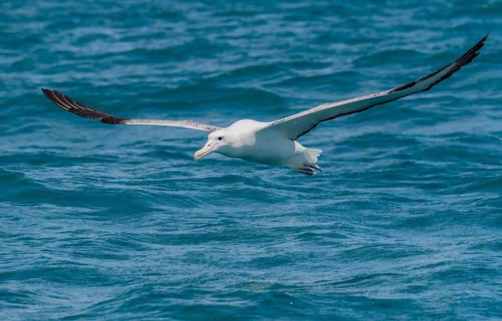 Un bellissimo albatro errante che svetta al largo della costa della Nuova Zelanda