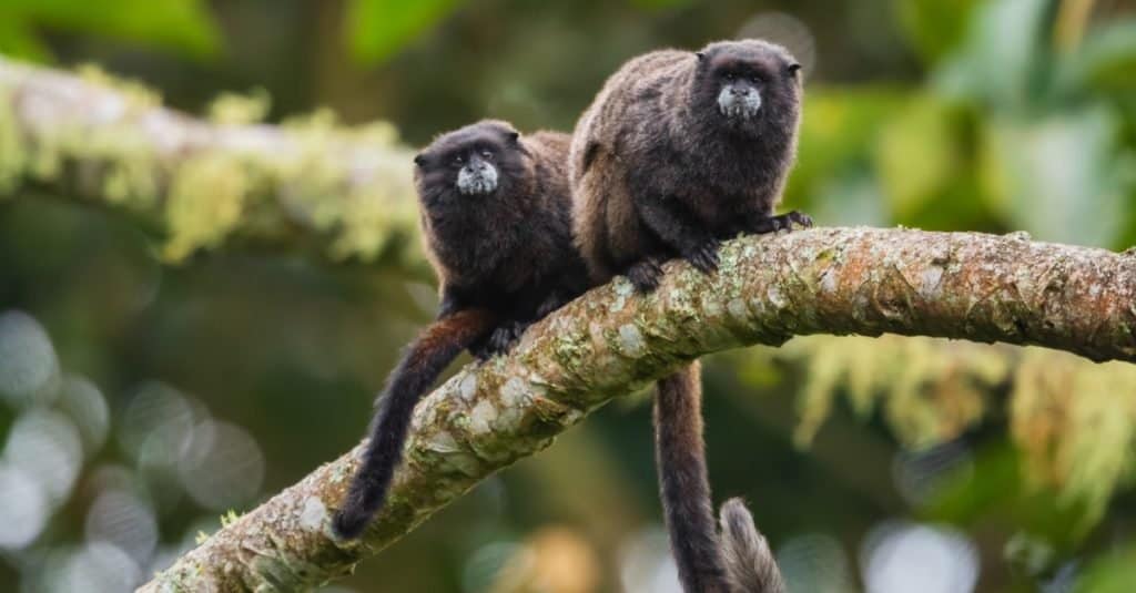 Le scimmie più piccole: Tamarin di Graells