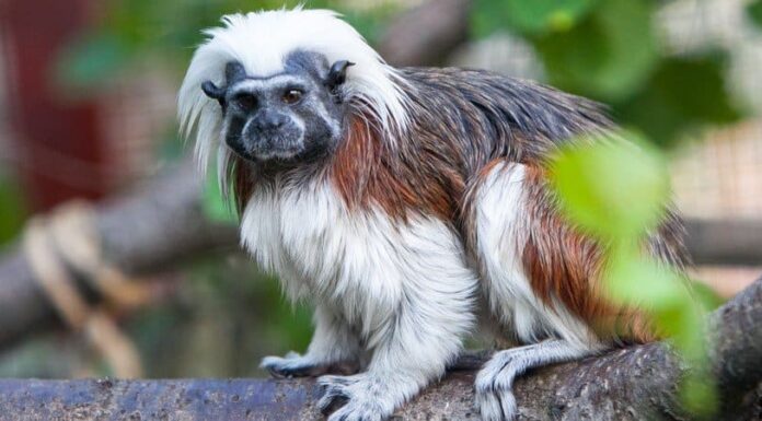 Le 10 scimmie più piccole del mondo
