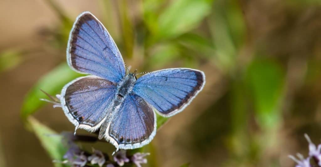 Farfalle più piccole: blu dalla coda orientale