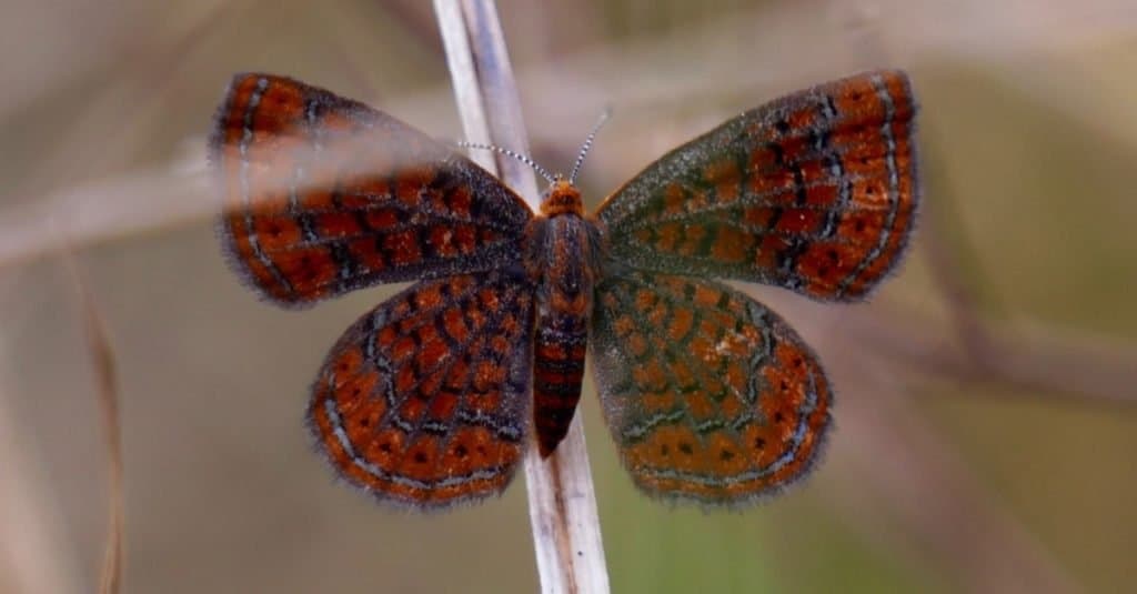 Farfalle più piccole: Little Metalmark