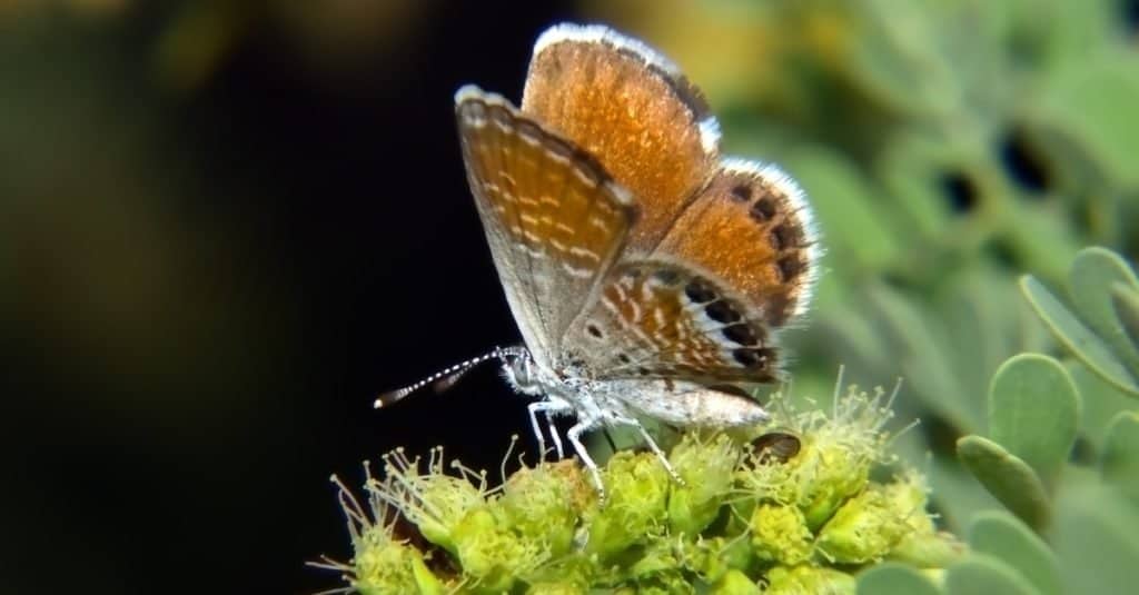 Farfalle più piccole: Farfalla blu pigmeo occidentale