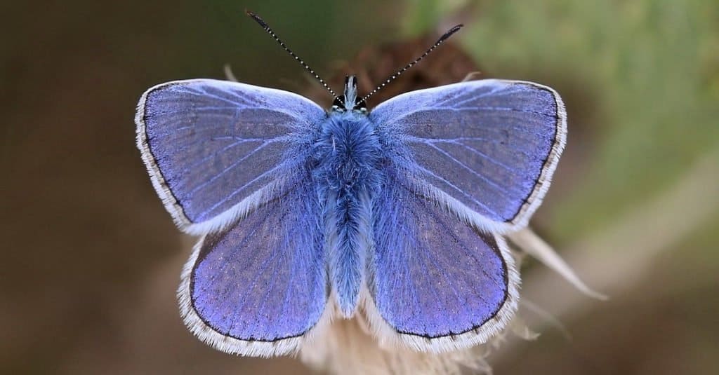 Farfalle più piccole Marine Blue