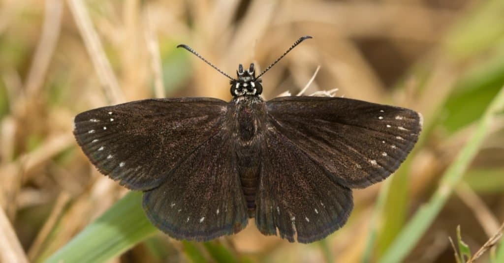 Farfalle più piccole: fuliggine comune