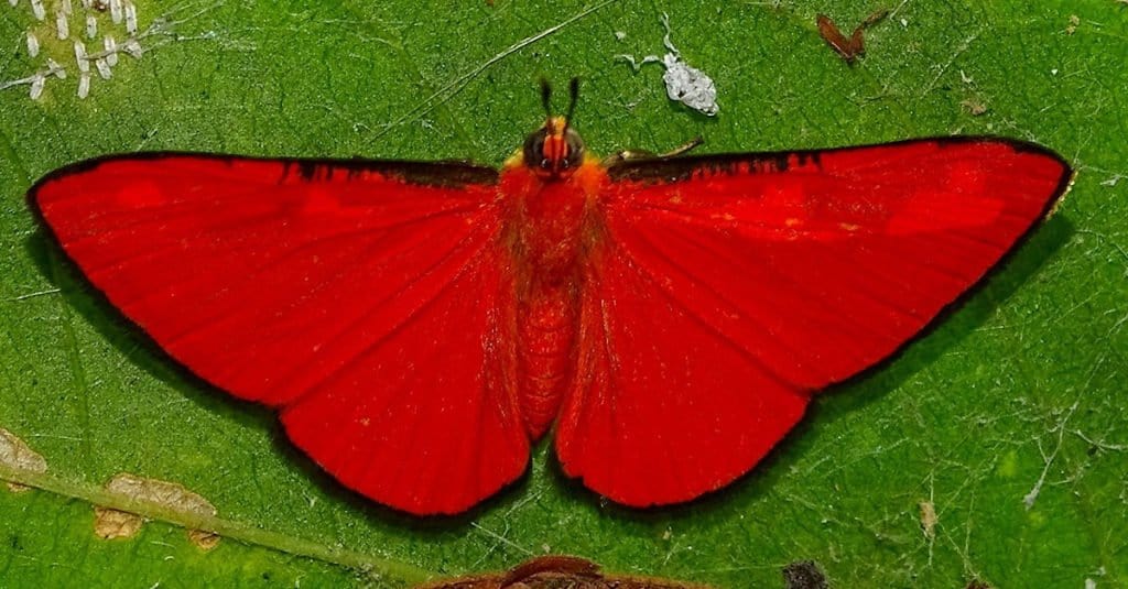 Farfalle più piccole Mesene di Cramer
