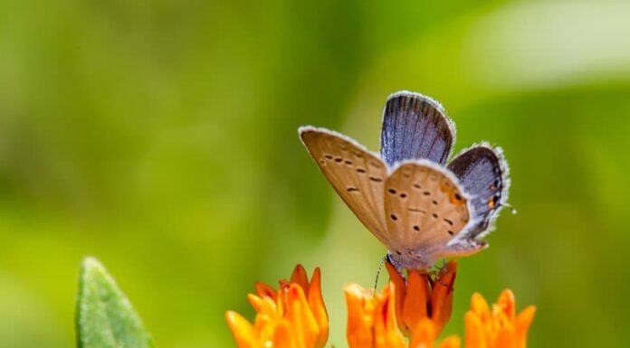 Le 10 farfalle più piccole del mondo

