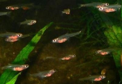 Il pesce più piccolo del mondo: Paedocypris progenetica