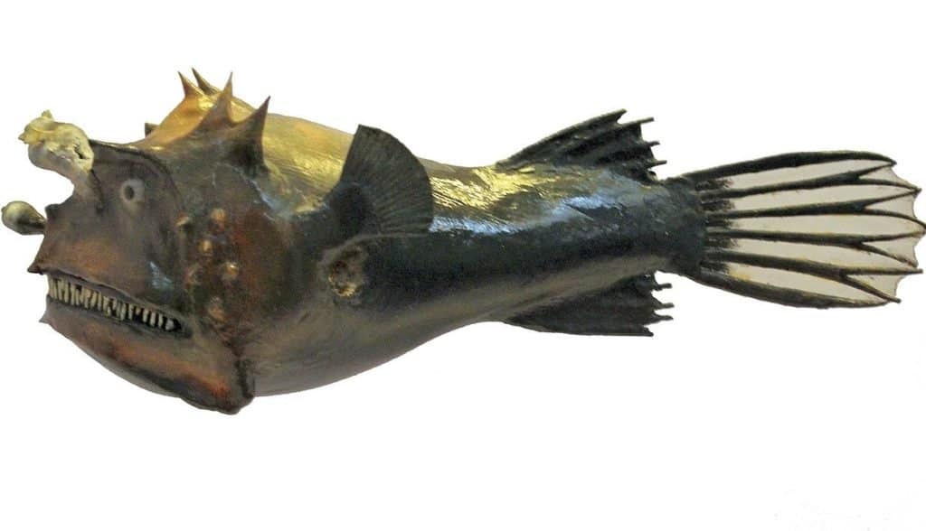 Il pesce più piccolo del mondo: Photocorynus spiniceps