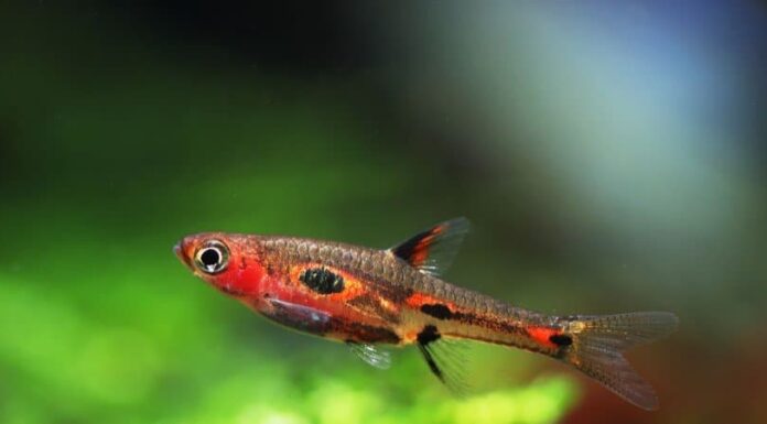 I primi 8 pesci più piccoli del mondo
