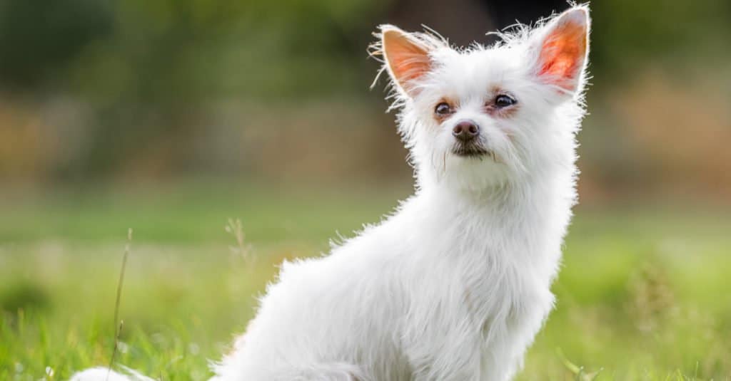 Cani più piccoli: Chorkie